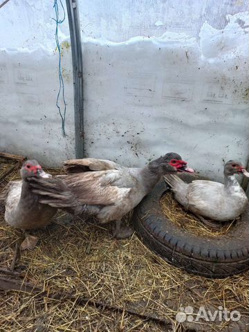 Инкубационное яйцо мускусной утки