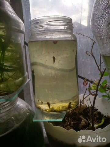 Гуппи,меченосцы, пециллии,велифера