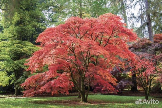 Клен татарский гиннала