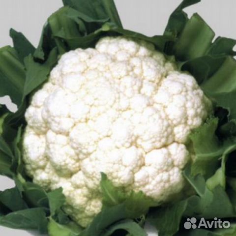 Семена цветной капусты Уайт Эксель