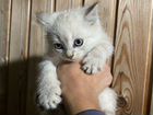 Котята в добрые руки бесплатно объявление продам