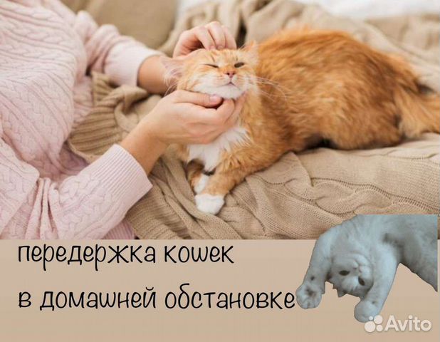 Передержка домашних кошек и котиков