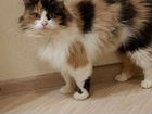 Персидская кошка, метис объявление продам