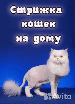 Стрижка кошек, экспресс линька. Груминг