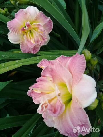 Сортовые лилейники, разные 10 фото, в горшках