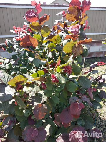 Саженцы фундука сортового (отводки)