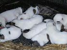 Щенки от среднеазиатской овчарки Алабай объявление продам