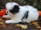 Японский хин щенок продажа объявление продам