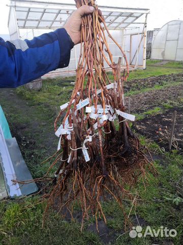 Саженцы винограда