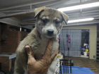 Собаки щенки западно сибирской лайки объявление продам