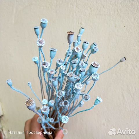 Коробочки мака окрашенные сухоцветы для букета