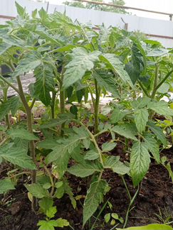 Рассада помидор, перца, баклажан