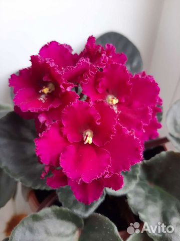 Сортовые фиалки