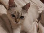 Котенок тайской кошки объявление продам
