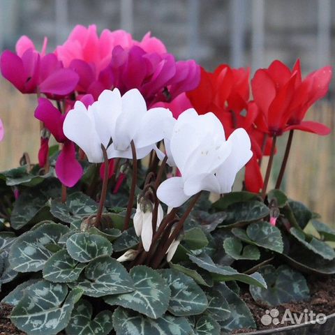 Семена комнатных цветов