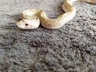 Змеи домовая гоферовая гекконы эу отправки объявление продам