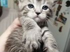 Котята Мейн-Кун продажа объявление продам