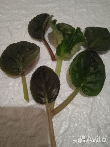 Коллекционные листья сортовых фиалок