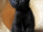 Чёрный котик бесплатно объявление продам