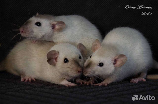 Крысята сиамские дамбо и черные