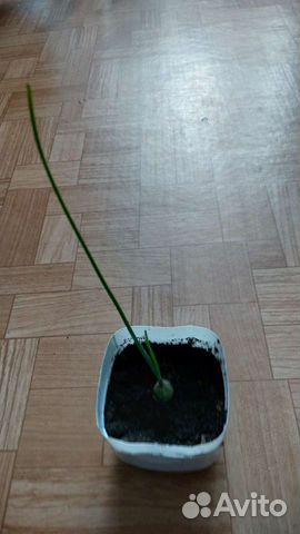 Индийский лук,птицемлечник хвостатый, орнитогалум