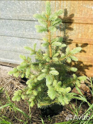 Растения для сада