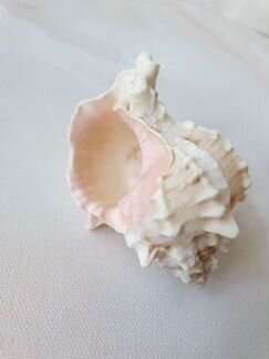 Ракушка декоративная