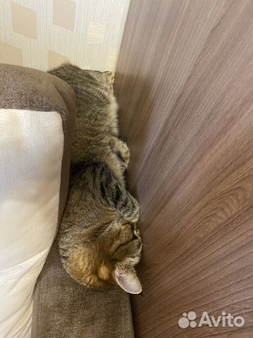 Передержка котов и кошек