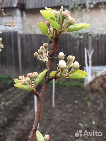 Саженцы большой выбор