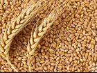 Зерно, рожь, пшеница, ячмень, овес, кукуруза и т.д