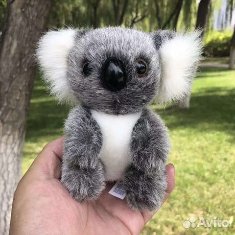 коала купить в москве