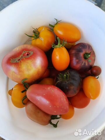 Семена коллекционных томатов