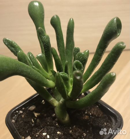 Толстянка (крассула) серебристая хоббит