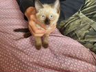 Котенок девочка в добрые руки объявление продам