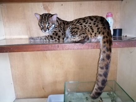 Алк 100процентов дикой крови.азиатские леопардовые