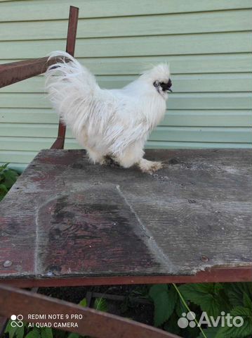 Петухи китайские шелковые