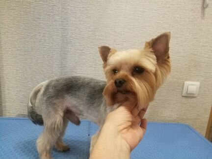 Стрижка кошек и собак