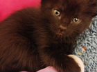 Черный котенок ищет семью объявление продам