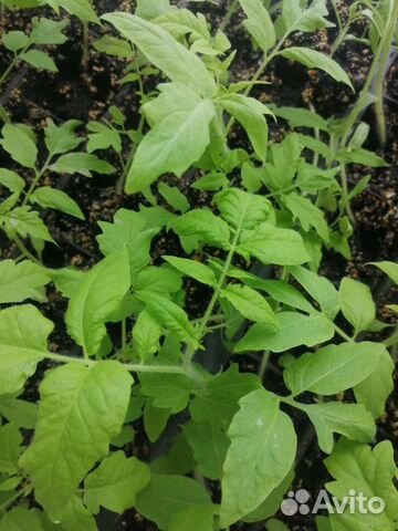 Многолетники, пряные травы