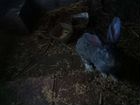 Кролики серый великан объявление продам