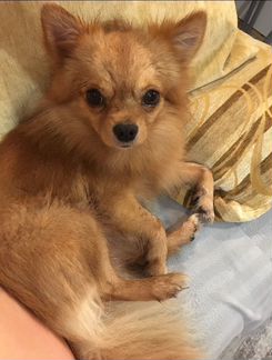 Вязка чихуахуа