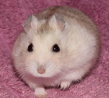 Красивые джунгарские хомячки из питомника
