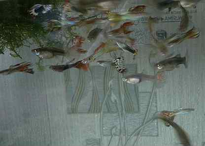 Авито Аквариумные Рыбки Название И Фото