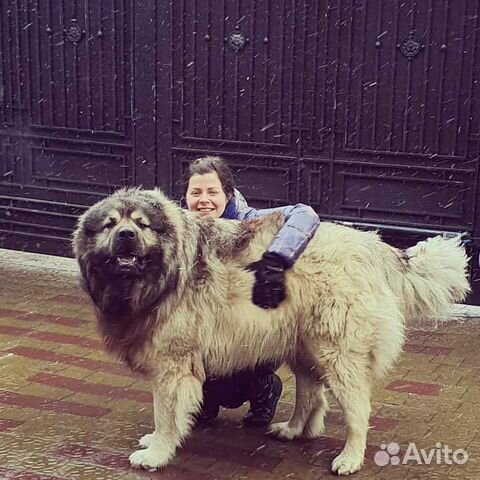 Дрессировка и воспитание щенков и взрослых собак