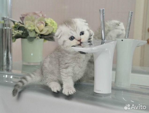 Ваше счастье пока у нас,шотландцы песцового окраса