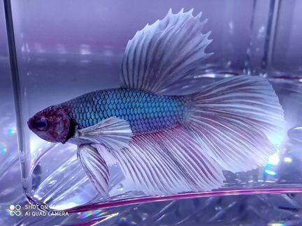 Рыбка петушок