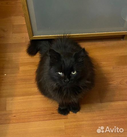 Ищет дом замечательная Кошка Лада