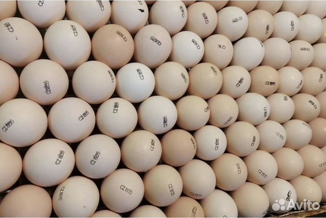 Инкубационное яйцо в ассортименте в розницу