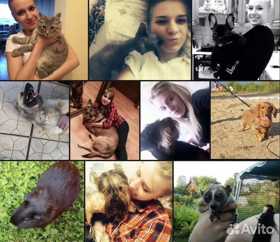 Предержка домашних животных