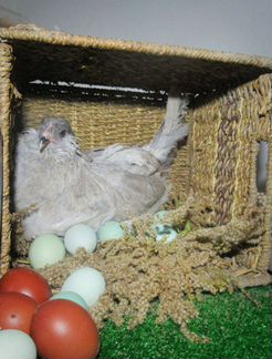 Инкубационное яйцо